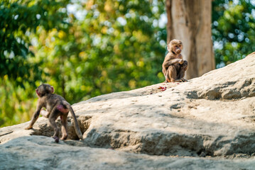 monkeys sitting on the mountain on a background of fallen trees on a sunny day. wild animals. Summer season.