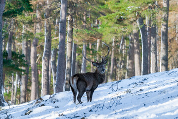 Scottish red deer stag (Cervus elaphus) in snowy winter forest in Scotland