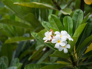 The white frangipani with leaves. White plumeria. Plumeria flowers. White plumeria on the plumeria tree