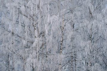 birches covered with rim frost