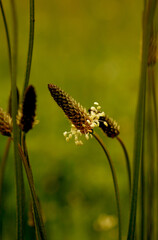 green summer grass