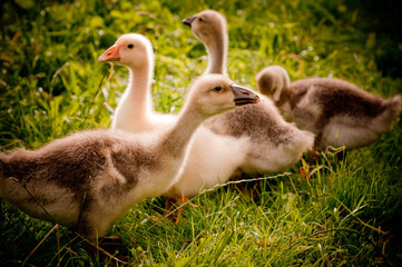 country goose on the grass