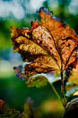 autumn leaves on the water