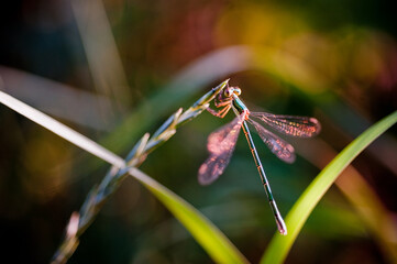 blue dragonfly on a green leaf