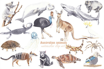 Watercolor australian animals clipart Hand painted hand drawn wild animals Kangaroo koala tasmanian devil great white shark wombat echidna jellyfish numbat wombat Kids illustration realism semirealism