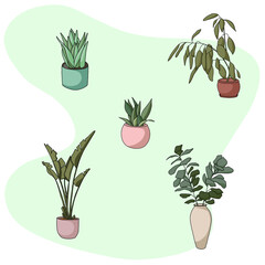 Different indoor plants in pots