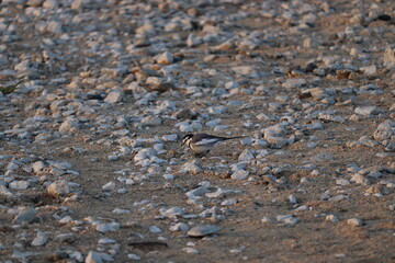夕方の河原沿いの景色