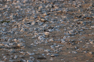 夕方の河原沿いの景色