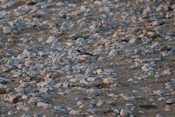 夕方の河原沿いの景色