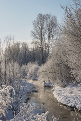 Cold winter morning in mountain foresty with snow covered fir trees. Splendid outdoor scene of Carpathian mountains. Beauty of nature concept background.