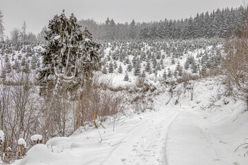 verschneite Bäume im Winterwald 