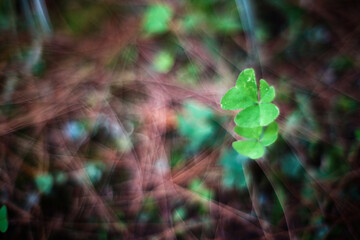 small plant on the rain forest