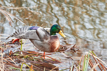 Stockente Männchen mit gespreiztem Flügel