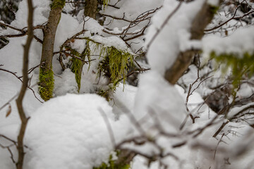 verschneite Baumstümpfe im Winterwald