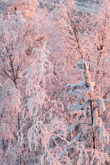 Snow-covered pines and birches on the mountain in winter against the background of the forest in the rays of the setting sun