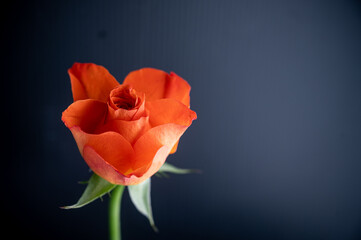 red rose on black background