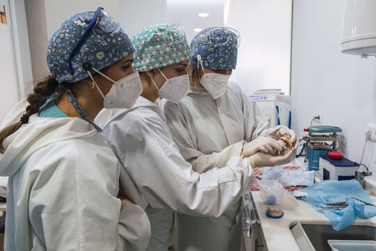 Doctors examining a dental mold. Three female doctors. Dental health concept.