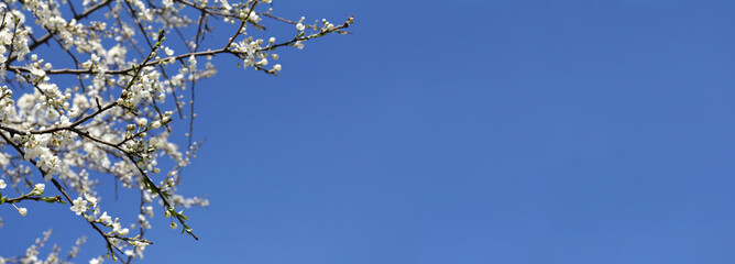 white blossoming buds on the branches of a cherry tree against the blue sky. blooming beauty of spring