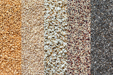 Collection of orgainc cereal and grain seed stripe consisted of wheat, barley, job's tear, quinoa, and chia