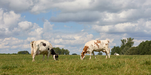 Two milk cows in the meadow