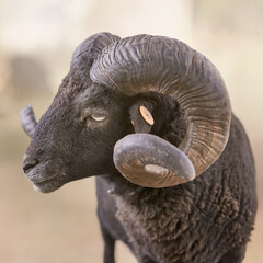 Close up of a male ouessant sheep with big horns