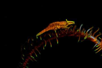 Crinoid shrimp 