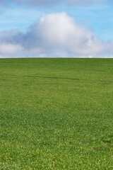 agricultural landscape of cereals growing green over blue sky and white clouds in Malaga. Spain