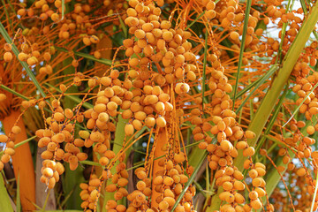 Pindo jelly palm tree (butia capitata) yellow fruits, closeup detail
