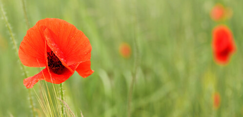 Bright red wild poppy flowers growing in green field, closeup detail to petals wet from rain