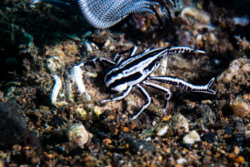 Squat lobster on the reef
