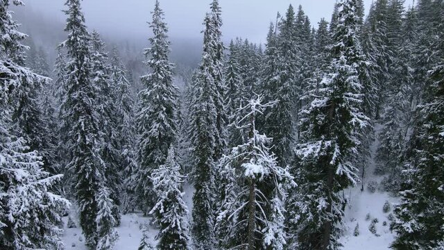 beautiful winter snowy forest in snowstorm viewed from above, drone point of view of frosty pine wood in the mountains