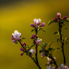A beautiful apple tree flowers on the branches of an old tree. Spring sceney of abandoned orchards. Flowering fruit tree in the Northern Europe.