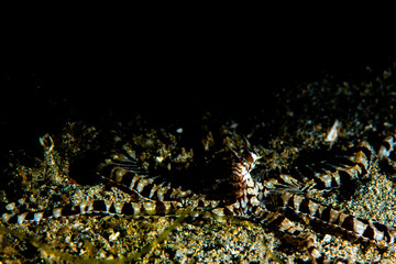Obraz na płótnie Canvas A mimic octopus on the reef
