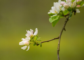 A beautiful apple tree flowers on the branches of an old tree. Spring sceney of abandoned orchards. Flowering fruit tree in the Northern Europe. © dachux21
