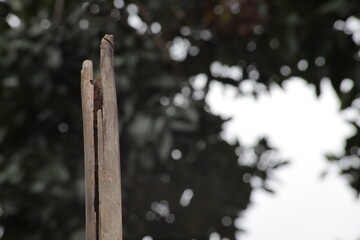 Fototapeta premium Photo Crack of Bamboo Pole at Blur and Bokeh Tree Green Background