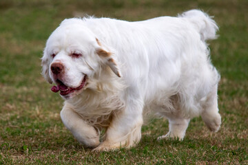 Clumber Spaniel