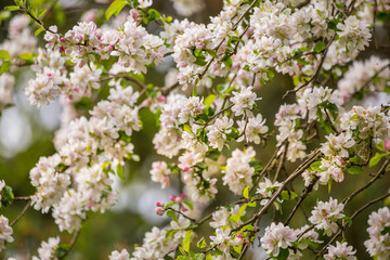 A beautiful apple tree flowers on the branches of an old tree. Spring sceney of abandoned orchards. Flowering fruit tree in the Northern Europe.