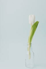 white tulips on a blue background