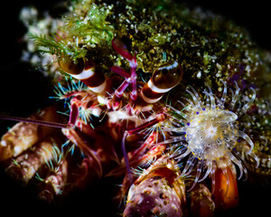 close up of a crab