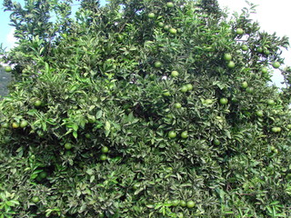 The greedy look of a tired hungry traveler on citrus trees hung with heavy ripe fruit in the country yards.