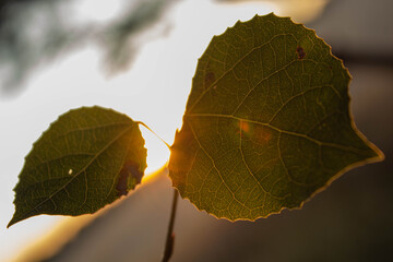 autumn leaves in the sun