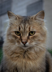 Fototapeta premium close up portrait of a cat