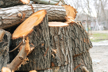 Pile of firewood cut for burning