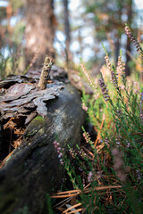 moss in the forest