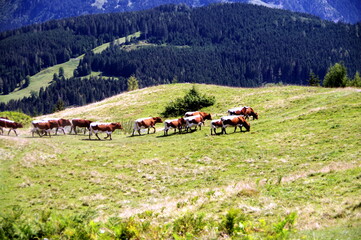 Fototapeta na wymiar Rinderherde auf einer Bergalm mit Wald im Hintergrund