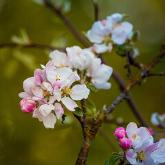 Fototapeta premium A beautiful apple tree flowers on the branches of an old tree. Spring sceney of abandoned orchards. Flowering fruit tree in the Northern Europe.