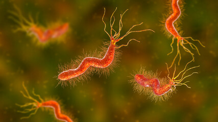 Helicobacter pylori bacterium