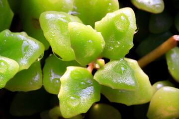 Closeup short Phyllodium elegans (Lour.) Desv in black plastic pots. It has decorative leaves that resemble fish scales. On white background.