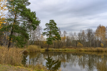 Autumn evening on the shore of a forest lake. The leaves from the trees are almost flying around, tall pines are growing, reflecting in the water. The grass has turned yellow, the gray-blue sky 