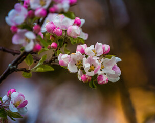 A beautiful apple tree flowers on the branches of an old tree. Spring sceney of abandoned orchards. Flowering fruit tree in the Northern Europe.
